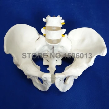 2 Adet lomber vertebra, pelvis modeli, lomber Vertebra modeli ile sıcak yaşam boyu pelvis
